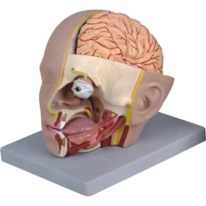Head With Brain Model C632