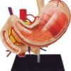 4D Stomach Model ( human anatomy )