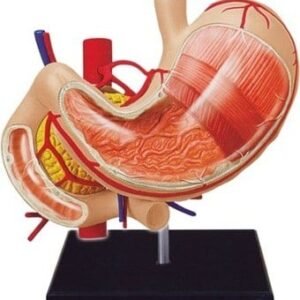 4D Stomach Model ( human anatomy )