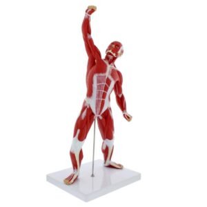 Muscle Figure
