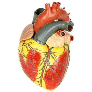 Giant Heart Model