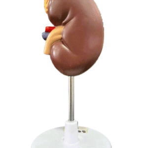 Kidney With Adrenal Gland