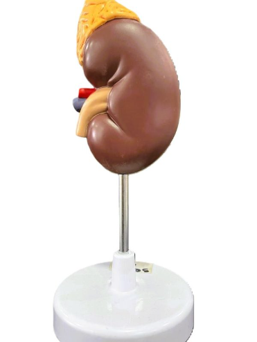 Kidney With Adrenal Gland