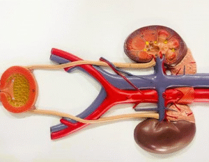 Relief Model of Urinary System