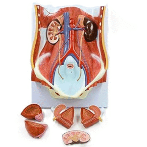 Dual-Sex Urinary System