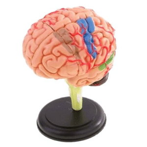 4D Brain Model