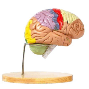 Deluxe Brain Model