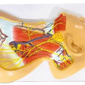 Nerves Of Neck Region