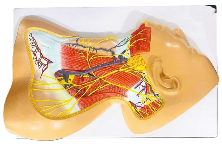 Nerves Of Neck Region