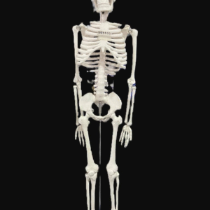 Skeleton Model