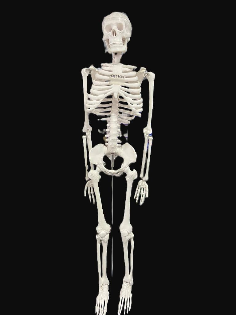 Skeleton Model