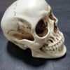 Skull, Human Head Model - Anatomy